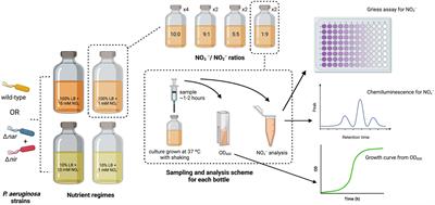 Ratio of Electron Donor to Acceptor Influences Metabolic Specialization and Denitrification Dynamics in Pseudomonas aeruginosa in a Mixed Carbon Medium